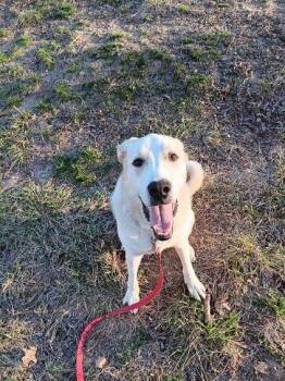 Great Pyrenees and Labrador Retriever Dogs Available for Adoption - Rex | PetCurious