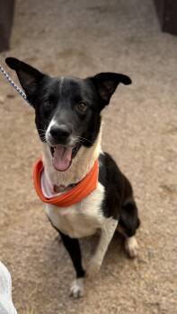 Rescue Border Collie Dogs for Adoption in Huntington, New York - Remus | PetCurious