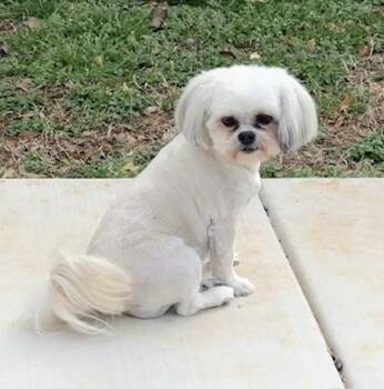 Gabby -  Shih Tzu Dog for Adoption in Oklahoma City, Oklahoma - Gabby | PetCurious