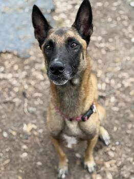 Rescue Belgian Shepherd Malinois Dogs for Adoption in Spring, Texas - Panda | PetCurious