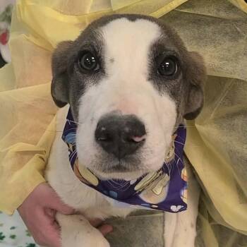 Anatolian Shepherd Dogs Available for Adoption in Woolwich, Maine - Elm | PetCurious