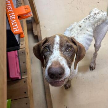 Gump -  German Shorthaired Pointer Dog for Adoption in Parrish, Alabama - Gump | PetCurious