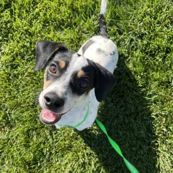 Porter -  Terrier Dog for Adoption in Cashmere, Washington - Porter | PetCurious