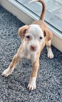 Hound Dogs Available for Adoption in Greenlawn, New York - Thomas | PetCurious