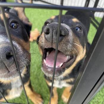 Katya -  Australian Cattle Dog Blue Heeler and Mixed Breed Dog for Adoption in Hemet, California - Katya | PetCurious
