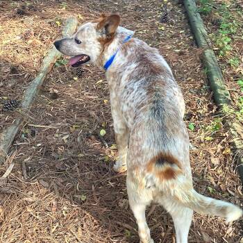 Mixed Breed Dogs Available for Adoption in Chattanooga, Tennessee - Gunsmoke | PetCurious