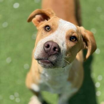 Beagle and Mixed Breed Dogs Available for Adoption in Loxahatchee Groves, Florida - BRUCE AKA Guido 1224 | PetCurious