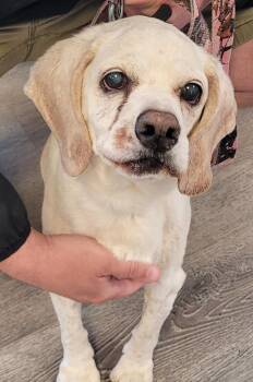 Cocker Spaniel Dogs Available for Adoption in Westminster, Maryland - Ezekiel | PetCurious
