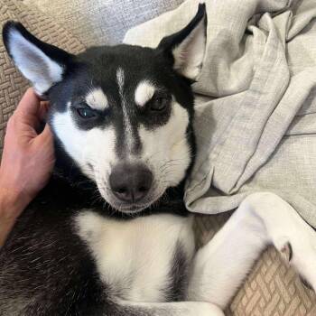 Rescue Husky Dogs for Adoption in Grand Forks, North Dakota - Iris | PetCurious