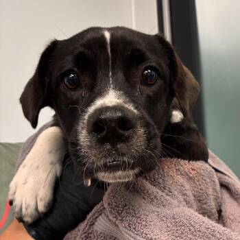 Sally -  Mixed Breed Dog for Adoption in Abilene, Texas - Sally | PetCurious