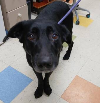 Rico -  Labrador Retriever and Shepherd Dog for Adoption in Sioux City, Iowa - Rico | PetCurious