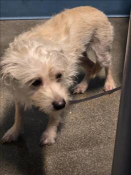 Rescue Border Terrier and Mixed Breed Dogs for Adoption in Houston, Texas - RAMBO | PetCurious