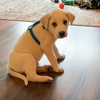 Great Pyrenees Dogs Available for Adoption in Manhasset, New York - Winston | PetCurious