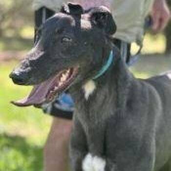 Greyhound Dogs Available for Adoption in Venice, Florida - Hidden Faith (Jinxy) | PetCurious