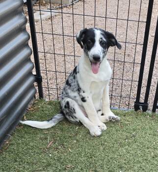 Luigi -  Australian Shepherd and Labrador Retriever Dog for Adoption in Apache Junction, Arizona - Luigi | PetCurious