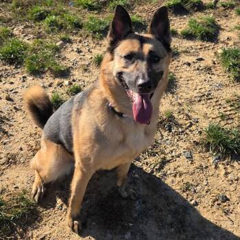 Sage (ID 52770) -  German Shepherd Dog Dog for Adoption in Manassas, Virginia - Sage (ID 52770) | PetCurious