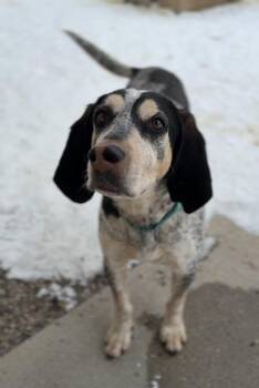 Bluetick Coonhound and Treeing Walker Coonhound Dogs Available for Adoption - Jasper | PetCurious