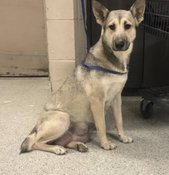 YAYA -  German Shepherd Dog and Mixed Breed Dog for Adoption in Conroe, Texas - YAYA | PetCurious