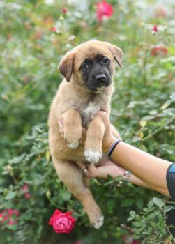 Belgian Shepherd Malinois and Dutch Shepherd Dogs Available for Adoption in Gulfport, Mississippi - Santos | PetCurious