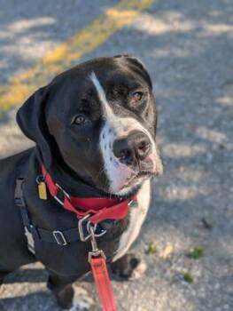 Picasso -  Mixed Breed Dog for Adoption in Montreal, Quebec - Picasso | PetCurious