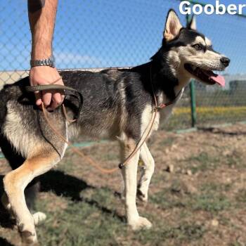 Camri -  Husky Dog for Adoption in Little Rock, Arkansas - Camri | PetCurious