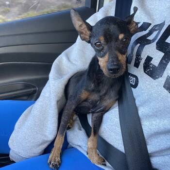 Rescue Miniature Pinscher Dogs for Adoption in Escondido, California - Brody | PetCurious