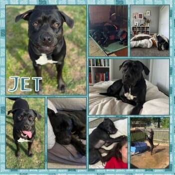 Rescue Pit Bull Terrier Dogs for Adoption in Fort Smith, Arkansas - Jet | PetCurious
