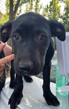 Labrador Retriever Dogs Available for Adoption in Zimmerman, Minnesota - Phillipe  | PetCurious