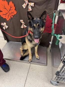Rescue German Shepherd Dog Dogs for Adoption in Riverside, California - A1881176 | PetCurious