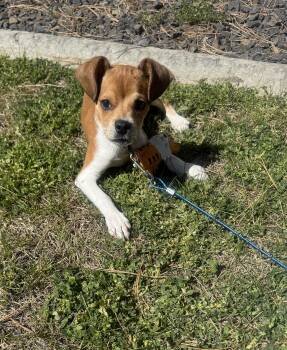 Chihuahua Dogs Available for Adoption in Ephrata, Washington - Nikko | PetCurious