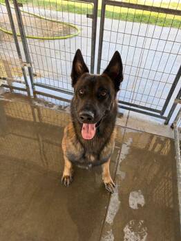 Tango -  Belgian Shepherd Malinois Dog for Adoption in Big Spring, Texas - Tango | PetCurious