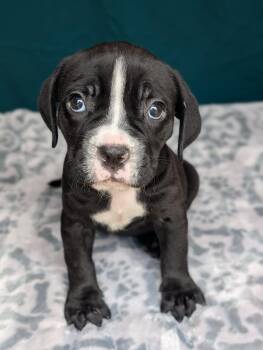 Cane Corso Dogs Available for Adoption in Baton Rouge, Louisiana - Cleo | PetCurious