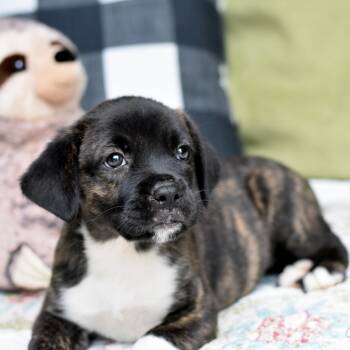 Boxer Dogs Available for Adoption in Cleveland, Texas - Ethyl | PetCurious