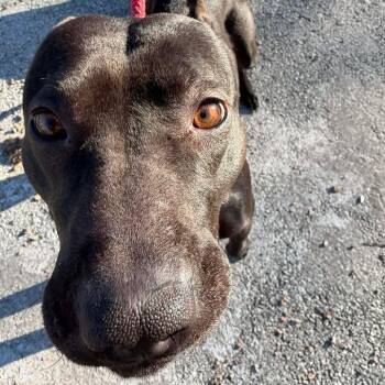 Nyx -  Pit Bull Terrier Dog for Adoption in South Elgin, Illinois - Nyx | PetCurious