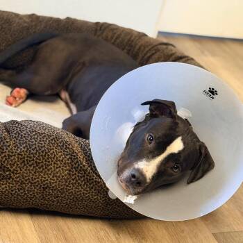 Noodle -  Pit Bull Terrier Dog for Adoption in Newark, New Jersey - Noodle | PetCurious