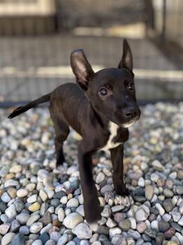 Rescue Shepherd and Husky Dogs for Adoption in Muskegon, Michigan - Jircoch Pup7 | PetCurious