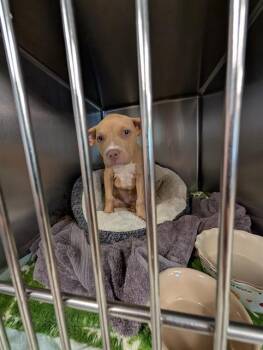 ARIEL -  American Staffordshire Terrier Dog for Adoption in Tallahassee, Florida - ARIEL | PetCurious