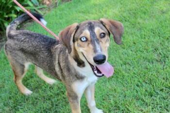 Rescue Hound and Siberian Husky Dogs for Adoption in Brunswick, Georgia - Charlie | PetCurious