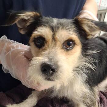 Rufus -  Jack Russell Terrier Dog for Adoption in Newark, New Jersey - Rufus | PetCurious