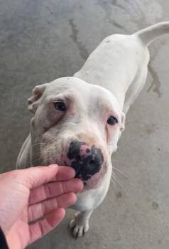 Mixed Breed Dogs Available for Adoption in Rochester, Indiana - CASPER | PetCurious