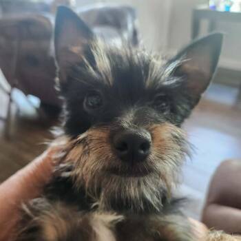 Yorkshire Terrier Dogs Available for Adoption in Austin, Texas - Billy Bob EJS | PetCurious