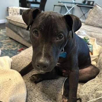 Brewer -  Terrier Dog for Adoption in Plainfield, Illinois - Brewer | PetCurious