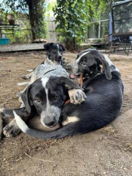 GRANT -  Australian Cattle Dog Blue Heeler Dog for Adoption in Sebec, Maine - GRANT | PetCurious