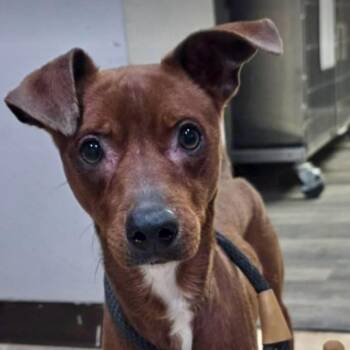 Astro -  Italian Greyhound and Chihuahua Dog for Adoption in Boulder, Colorado - Astro | PetCurious