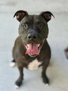 Ford - 1 -  Pit Bull Terrier and Mixed Breed Dog for Adoption in Daytona Beach, Florida - Ford - 1 | PetCurious