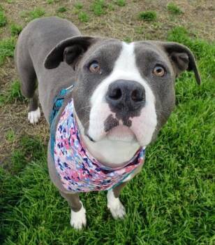 Little Girl - URGENT -  Pit Bull Terrier Dog for Adoption in Thousand Oaks, California - Little Girl - URGENT | PetCurious