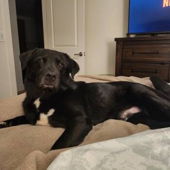 Black Labrador Retriever Dogs Available for Adoption - Zeke V (New Digs) | PetCurious