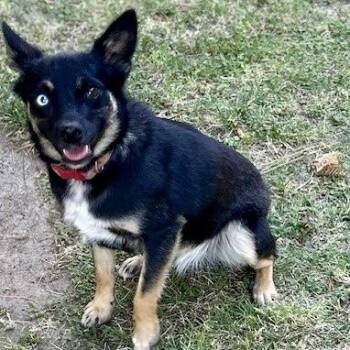 Velma -  Australian Kelpie and Border Collie Dog for Adoption in Modesto, California - Velma | PetCurious