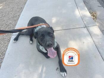 BUDDY -  Labrador Retriever and Pit Bull Terrier Dog for Adoption in Phoenix, Arizona - BUDDY | PetCurious