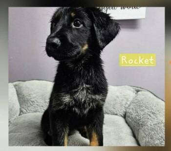 Rocket Freedom -  Shepherd and Labrador Retriever Dog for Adoption in South Kingstown, Rhode Island - Rocket Freedom | PetCurious